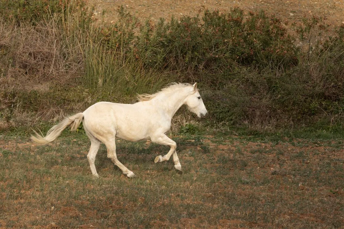 В Казахстане вывели «сказочную» породу лошадей | В мире