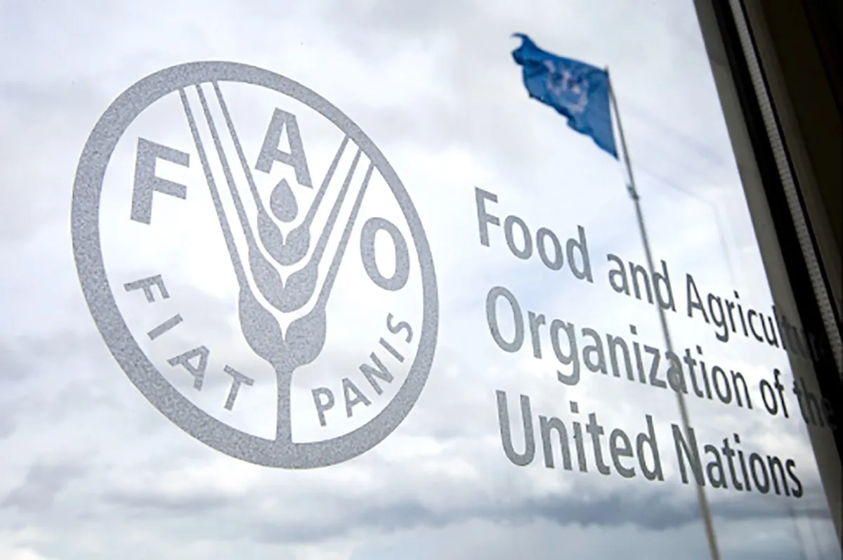 Food and agriculture organization fao. Продовольственная и сельскохозяйственная организация ООН. ФАО. ФАО ООН. Организация ООН (ФАО).