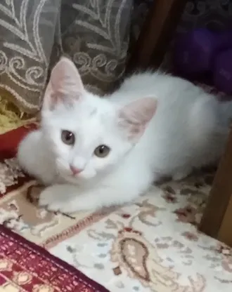 Белоснежная девочка-котенок