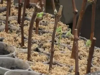 Виноград - технология выращивания