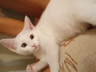 Белоснежная девочка-котенок