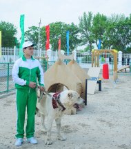 Fotoreportaž: Türkmenistanda weterinariýa bejerişhanasy we öýhaýwanlary saklanylýan toplum açyldy