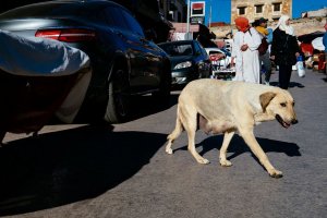 В Марокко могут убить до 3 млн бездомных собак в ходе подготовки к ЧМ по футболу