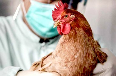 WHO reports the first human death from avian influenza