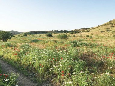 Выпущено четвертое издание Красной книги Туркменистана