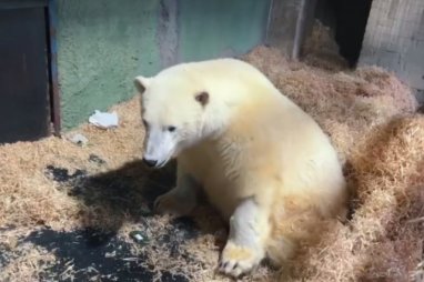 В Московском зоопарке умер белый медведь Диксон