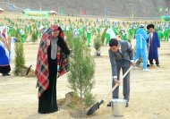 Фоторепортаж: В Туркменистане высадили более 1 миллиона 604 тысячи деревьев
