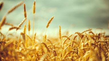 Kazak buğdayı, Türkmenistan üzerinden Afganistan ve Pakistan'a ihraç edilecek