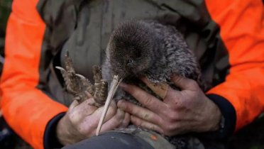 Rarest species of kiwi discovered in New Zealand