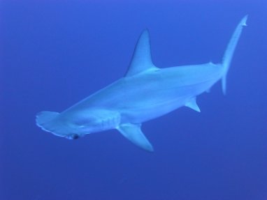 In Spain, three beaches were closed due to the invasion of huge hammerhead sharks