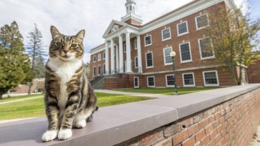 ABD'de Vermont Üniversitesi'nde bir kediye onursal diploma verildi