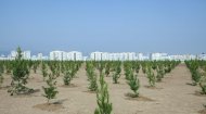 Photos: Tree planting campaign was held in Turkmenistan