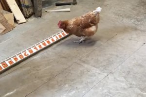 The chicken was taught to recognize numbers, letters and colors