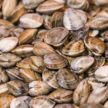 An American woman received a fine of 88 thousand USD for her children collecting shellfish on the beach