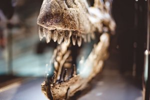У берегов Британии найдены останки гигантского ихтиозавра