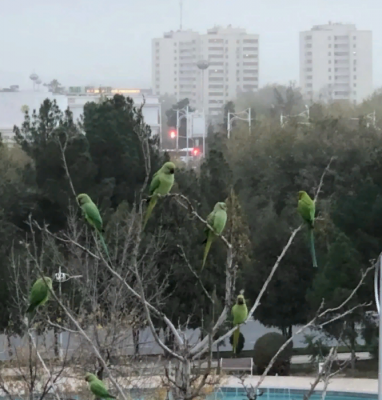 Почему в Ашхабаде появились попугаи: туркменский орнитолог прокомментировал ситуацию