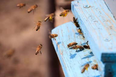 В Канаде из-за ДТП на трассе пять миллионов пчел вылетели на свободу