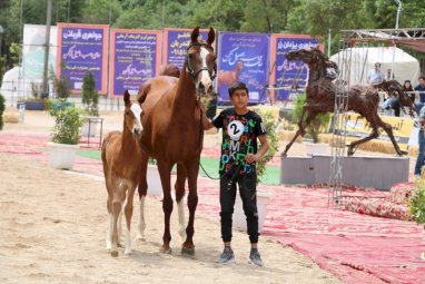 В Иране прошел национальный фестиваль, посвященный красоте туркменских лошадей