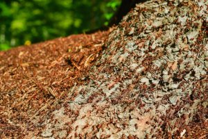 Scientists: ants can amputate and clean wounds