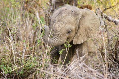 Индийские ученые выяснили, что слоны оплакивают своих детенышей
