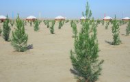 Photoreport: a nationwide tree planting campaign was held in Turkmenistan