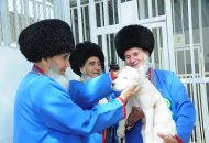 Фоторепортаж: В Ахалском велаяте открыли первый в Туркменистане питомник алабаев