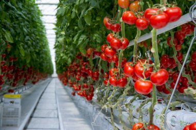 Более 5 тысяч тонн помидоров из Туркменистана ввезено в Московский регион с начала 2023 года
