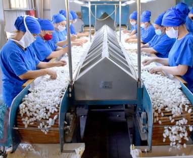 Silk growers of the eastern region of Turkmenistan plan to receive 1010 tons of silk thread
