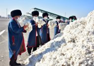 Фоторепортаж: В Туркменистане начался массовый сбор хлопка