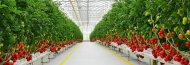 Photoreport: A new greenhouse opened in the Akhal velayat