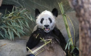 The US will return to China a panda Ya Ya