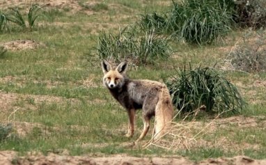 Самобытная экосистема Берекетли-Каракумского государственного заповедника Туркменистана