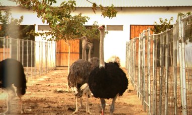 Туркменские предприниматели намерены экспортировать страусов