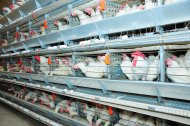 Photo report: A new poultry complex opened in Akhal velayat