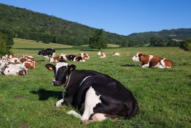 Scientists from Krasnodar have created a herd of cows that produce easily digestible milk