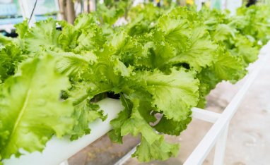 Japanese scientists grew vegetables in soil simulating soil from an asteroid