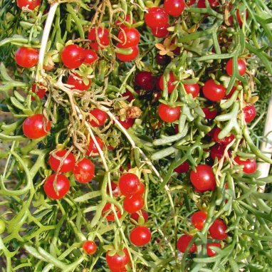 Туркменская клюква - древний вид лекарственных растений, внесенный в Красную книгу