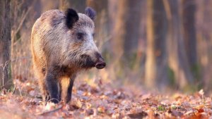 ZSL: Dünýäde ýabany haýwanlaryň sany 50 ýylda 73 göterim azaldy