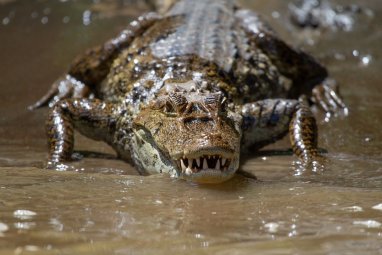 A 200-kilogram alligator was put on a diet in the United States