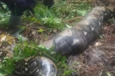 A python in Indonesia swallowed a woman