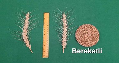 В Туркменистане прошли испытания новые сорта озимой пшеницы «Берекетли» и «Довребап» 