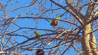 В Ашхабаде попугаи ведут зимовку наравне с другими городскими пернатыми
