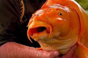 The largest goldfish in the world died in France