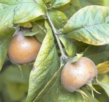 23 original plant species are included in the new edition of the Red Book of Turkmenistan