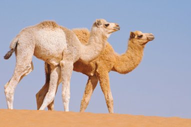 Livestock farms of Lebap replenished with 467 camels