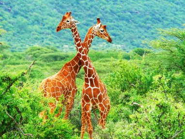 Keniýanyň goraghanasynydaky žiraflaryň 25-sine GPS nawigator dakyldy