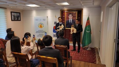 The Ambassador of Turkmenistan in Seoul presented two Alabay puppies - a gift to the President of Korea and his wife