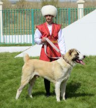 Фоторепортаж с международного конкурса «Отважный туркменский алабай года», прошедшего в Ахалском велаяте 