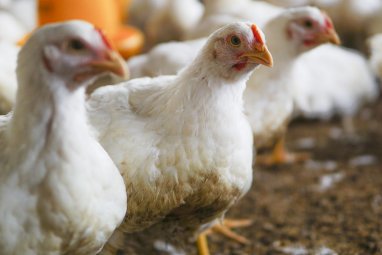 Danish city government will ban the purchase of broiler chickens raised in inhumane conditions