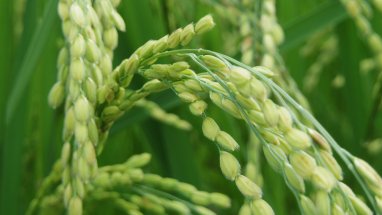 Туркменский преподаватель предложил инновационный способ выращивания риса, заслуживший международный интерес 